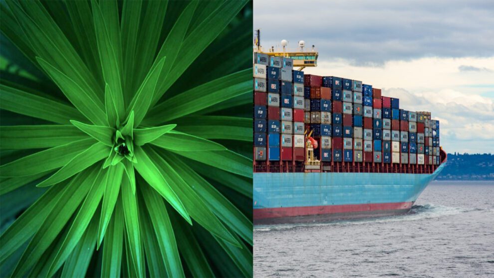 Le réemploi des containers maritimes
